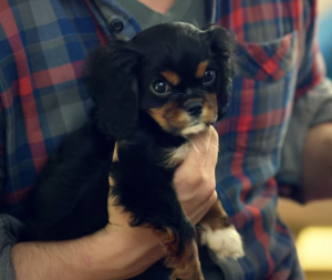 Cavalier King Charles Spaniel